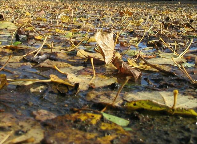 Jedes Blatt tanzt im Wind auf der Wasserfläche, bevor es sich zu den anderen legt.