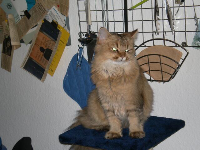 das ist mein(!) "Baum", den hat Frauchen nur für mich geholt!