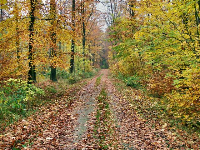 Einladung zum Spaziergang