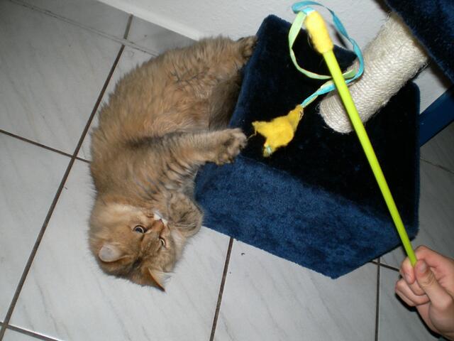 das an der Angel war mal ein Vogel..........