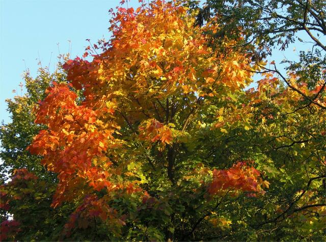 Goldener Herbst