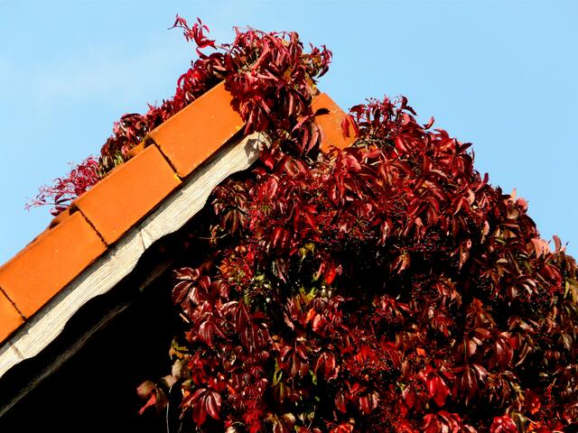 Der Herbst bringt die schönsten Farben hervor. Der Wein rangt sich  am Dachfirst empor...  - Wilder Wein-Selbstkletternde/Fünfblättrige Jungfernrebe (Parthenocissus quinquefolia)