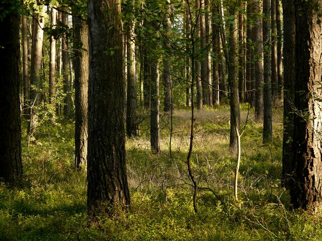 Herbstspaziergang im September. Still ruht der Wald.