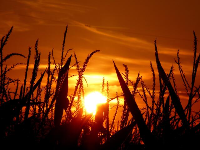 Die Sonne versinkt im Mais...