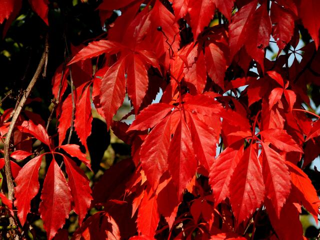HERBSTFEUER