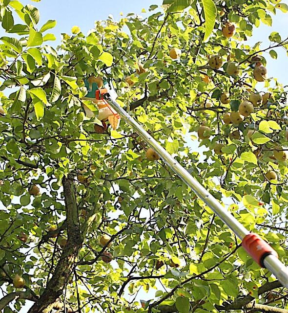 Mit dem Teleskoppflücker kommt man an jede Birne dran