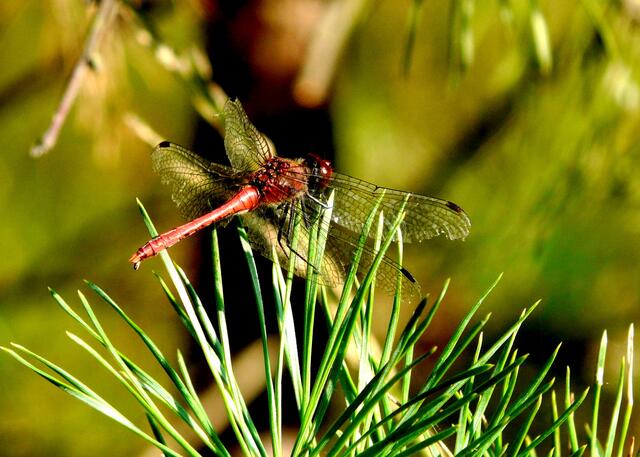 Noch treffen wir in den umliegenden Biotopen  Libellen an! In den herbstlichen Sonnenstrahlen tankt die  Blutrote Heidelibelle auf der Kiefer ruhend Wärme...