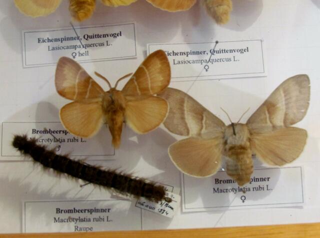 Ein Bild von dem Brombeerspinner im Naturkundehaus Damm