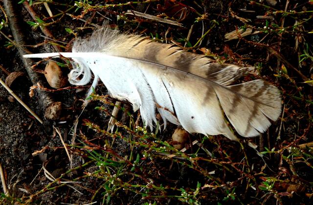 Ein Fundstück am Feld/Waldrand. Wer hat sie verloren - Greifvogel, Eule...?