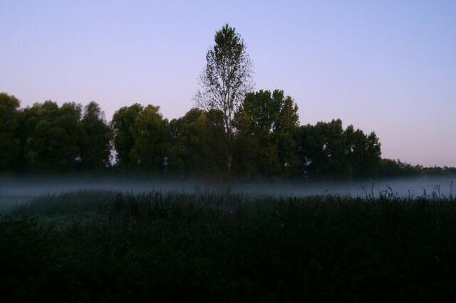 Erste zarte Sonnenstrahlen erreichen die Wipfel der Bäume ...