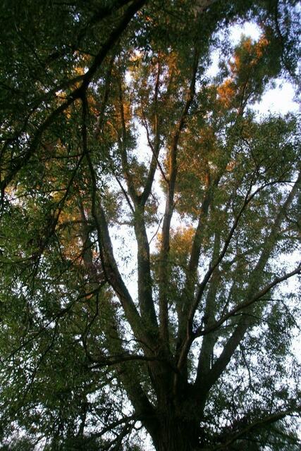 ... es spielt mit dem Herbstlaub in den Bäumen ...