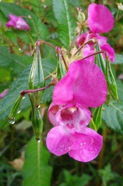 Ein Farbtupfer, den ich leider nicht kenne ...