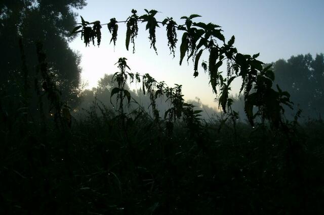 DIe Brennesseln recken sich den ersten wärmenden Strahlen entgegen ...
