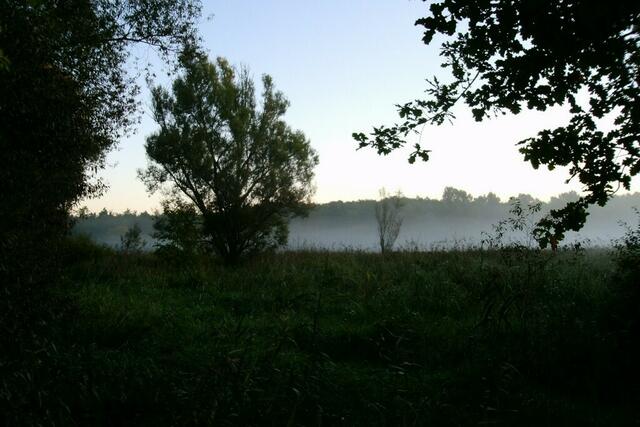 Aus dem Nebel ragen einzelne skurrile Baumgestalten ...