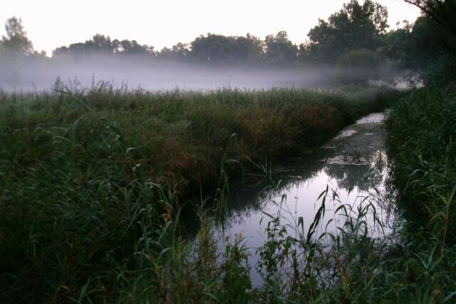 Der Nebel wabert über Wiesen und Wassergräben ...