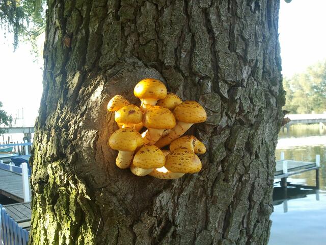 Pilze am Baum (Steinhuder Meer)