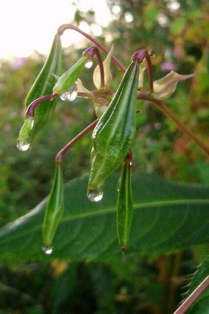 ... sammelt Tropfen an seinen formschönen "Nasen" ... ;o)