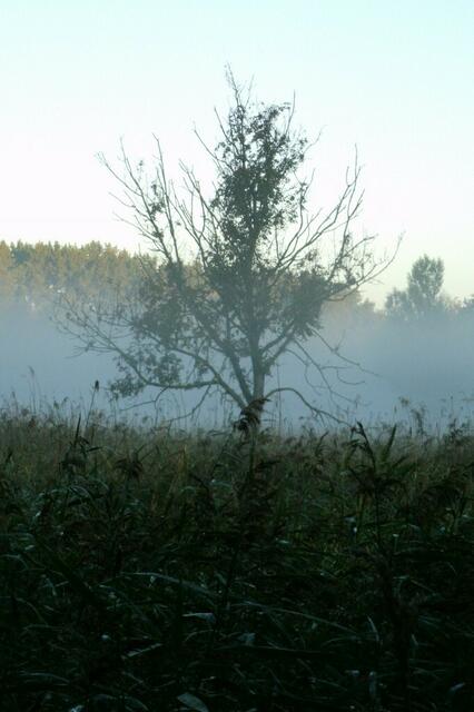 ... die scheinbar ihre Greifarme nach mir auszustrecken versuchen ...