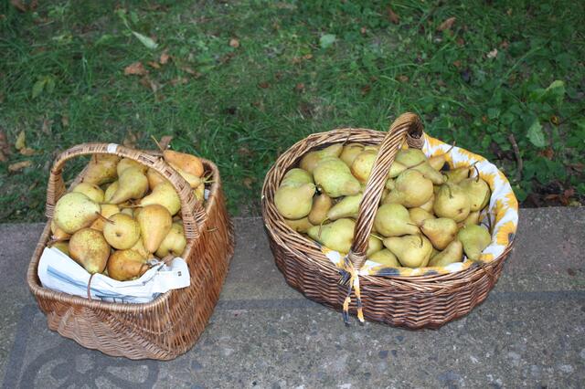 für das erste reicht es, morgen pflücken wir weiter, es sind noch jede menge Birnen am Baum
