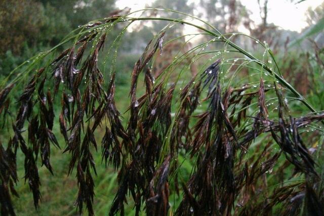 Die Feuchtigkeit fängt sich überall ...