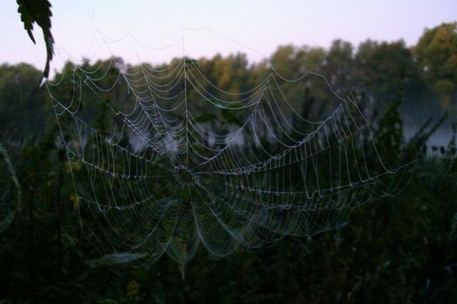 Spinnennetze hängen durch, schwerbeladen von den feuchten Nebelschwaden ...