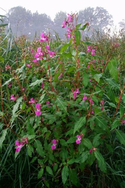 Es war nur dieser eine üppige Busch dort zu finden ...