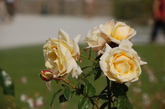 Eine Rose ist eine Rose.