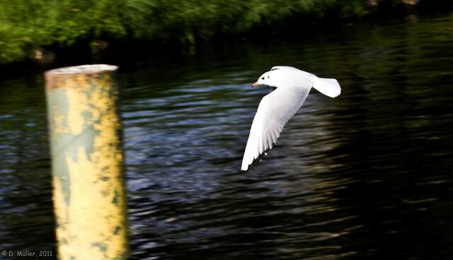 Lachmöwe im Flug erwischt.