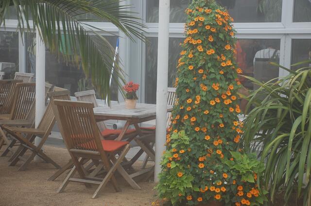 Café Fleur mit wunderschöner Schwarzäugiger Susanne