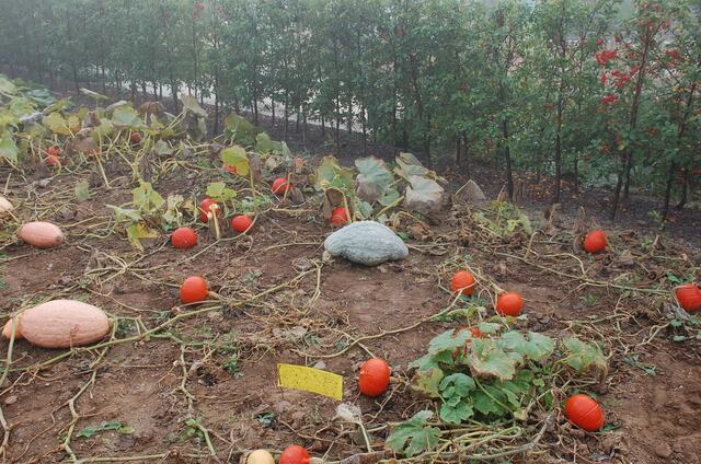 jede Menge Kürbisse