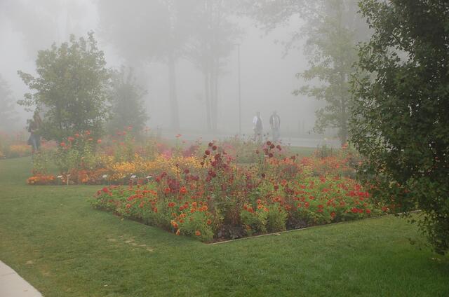 Zunächst konnte man im Nebel die Blütenpracht nur erahnen.