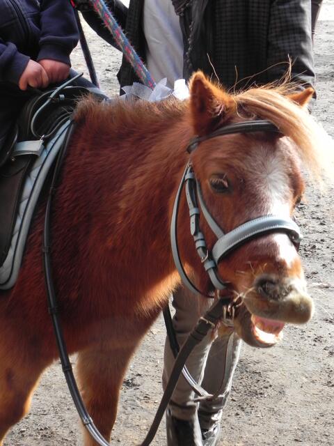 Max mit blauen Zöpfen, süß