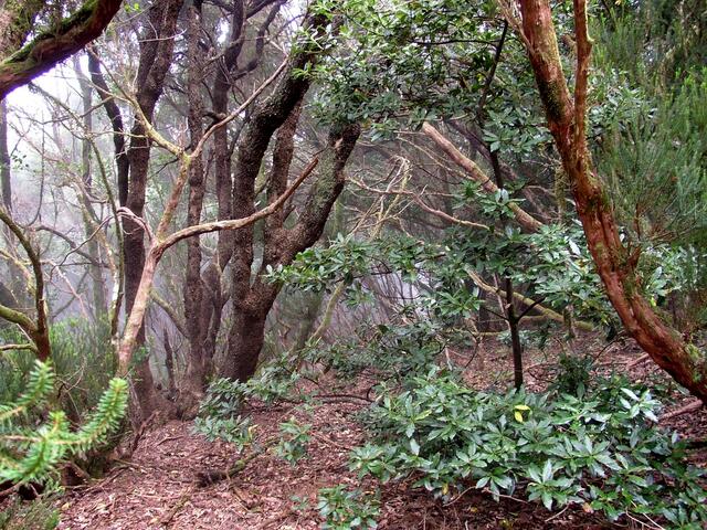 Anaga-Gebirge, Lorbeer-Urwald | Foto: KUI, http://upload.wikimedia.org/wikipedia/commons/4/40/Laurisilva_anaga_2009.jpg