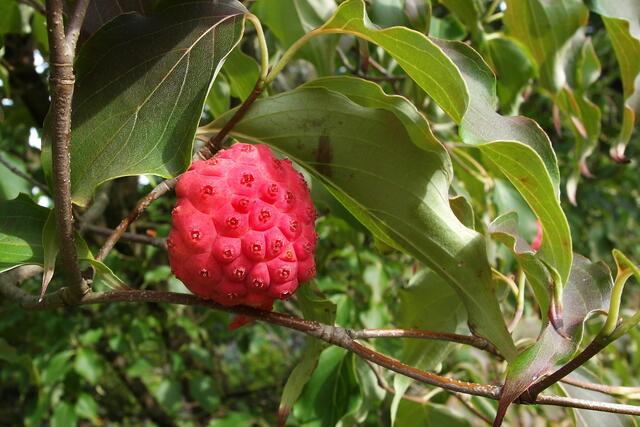 Frucht des Cornus kousa