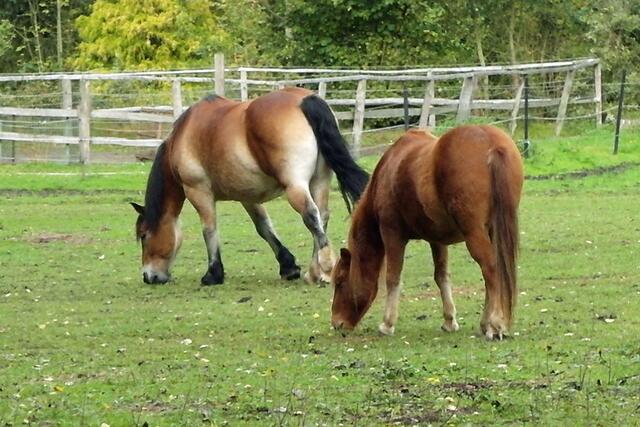 In Schleswig-Holstein steigt seit Jahren die Zahl der Pferde.