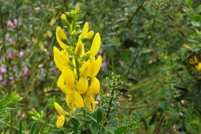 Gewöhnlichen Färberginster, weit verbreitet