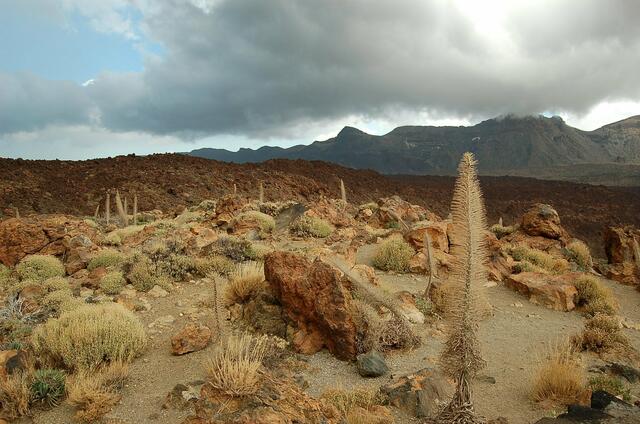 Vulkanlandschaft rund um den Pico de Teide