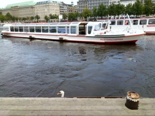 unser Ausflugsschiff: der Alsterschipper - und ein Schwan erwartet uns