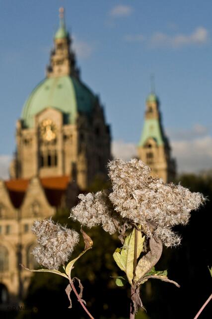 Neues Rathaus