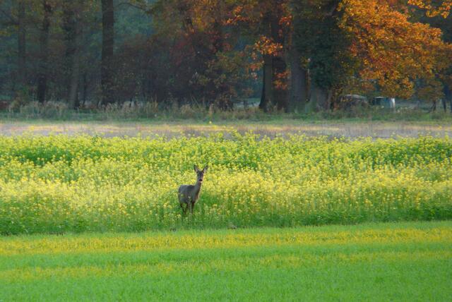 Oft ist das Rehwild im Oktober in den Senffeldern zu sehen. Manches Mal schauen nur die Ohrenpaare hervor.