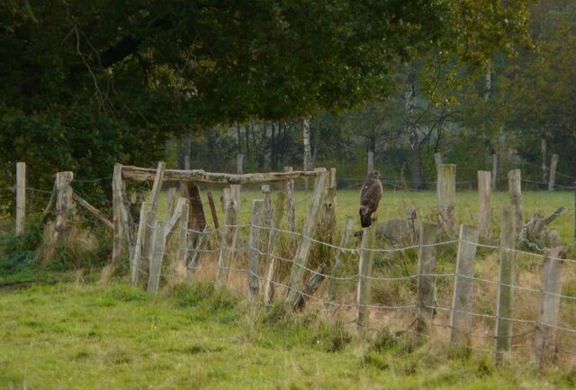 Unbeweglich sitzt der Mäusebussard auf seiner Warte und hält Ausschau nach Beute auf der nahen Wiese.