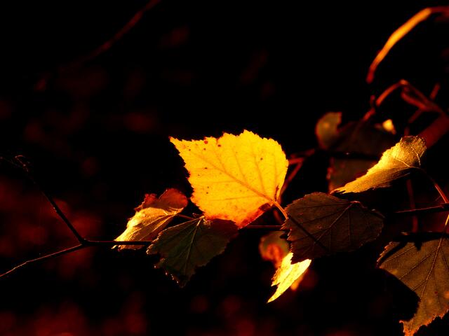 Das herbstlich gefärbte Birkenblatt leuchtet strahlend-gelb in der Abendsonne.