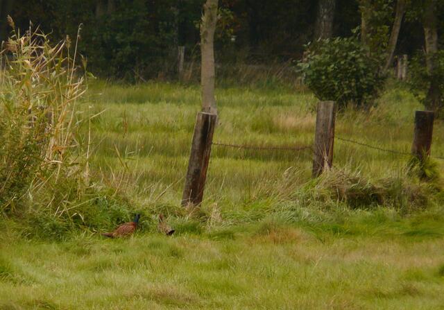 Ein SUCHBILD - habt ihr sie entdeckt? Blitzschnell huschen der Fasanenhahn und die Henne über die Wiese. Immer bereit im schützenden Randbewuchs unterzutauchen.