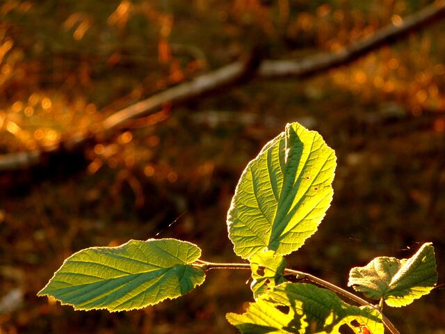 Herbstabendsonne durchleuchtet die hier noch grünen Blätter. Fein schimmern allerorts die Spinnfäden in der Sonne.