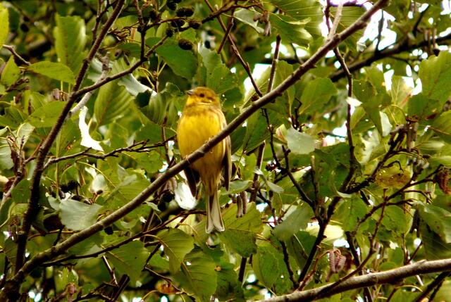 Im Baum am Feldrand, hoch über mir, leuchtet strahlend gelb das Gefieder der Goldammer (Emberiza citrinella). Sie lebt hier, in der offenen Landschaft, bevorzugt in Gebüschen und Hecken.