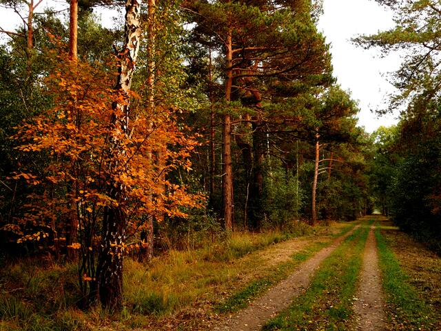 HERBSTWEG!