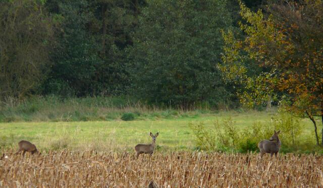 Die Rehe lassen sich in dieser Zeit überwiegend nur aus größerer Ferne beobachten.
