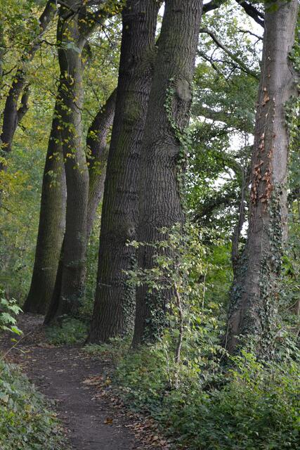 Mächtige Buchen und Eichen prägen das Bild des Quantelholz im Hinüberschen Garten (©Katja Woidtke)