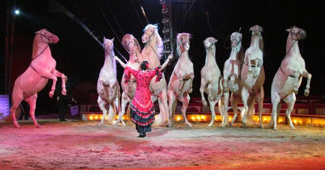 im Circus Krone