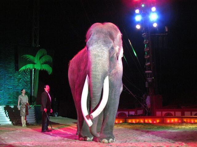 im Circus Krone